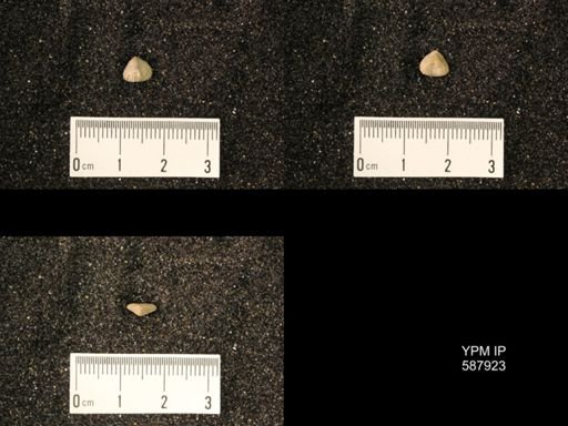 Zygospira modesta
