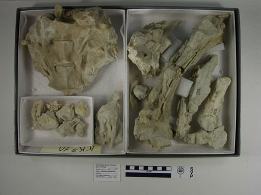 Menoceras arikarense