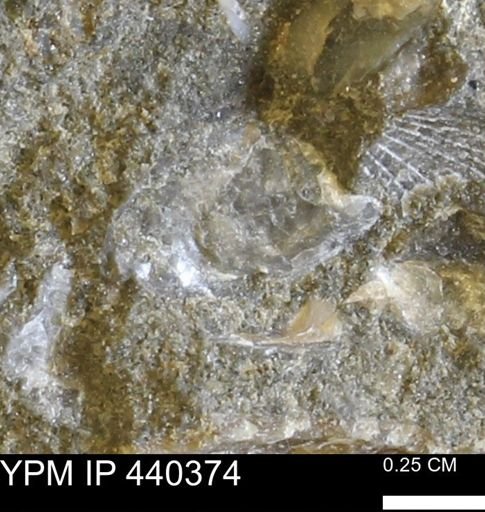 undet. Ostreidae