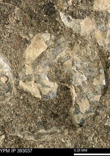 Scaphites sp.
