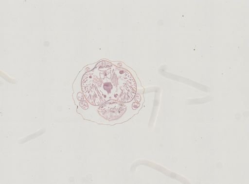 Prenolepis imparis