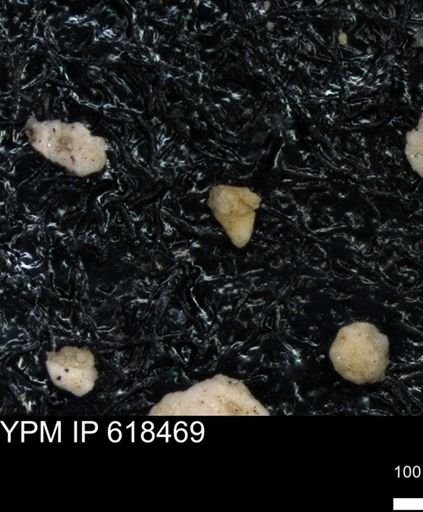 undet. Foraminiferida