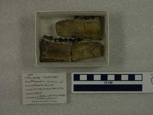 Phenacodus intermedius