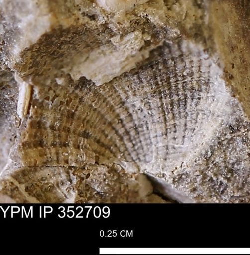 Parallelodon (Cosmetodon) sp.