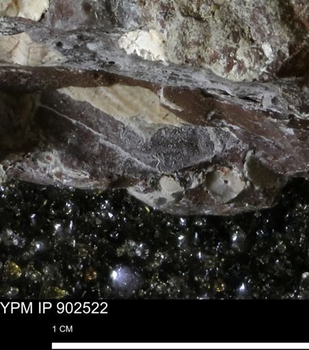 Inoceramidae?