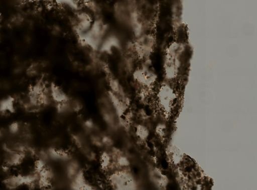Dysidea fragilis