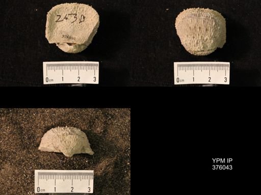 Pustula nebrascensis
