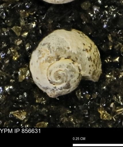 Euspira sp.