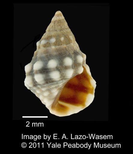 Nodilittorina pyramidalis