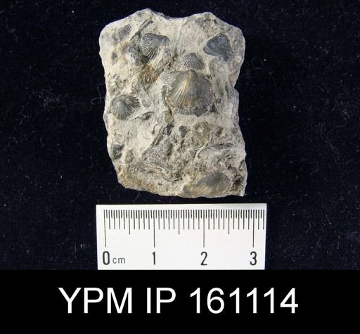 Dalmanella testudinaria