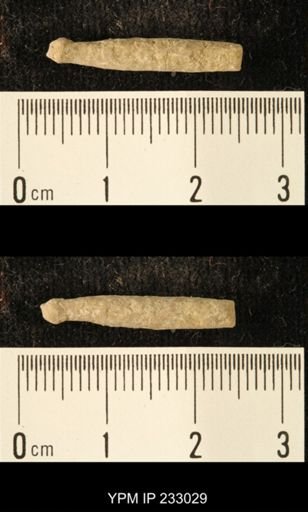 Archaeocidaris sp.