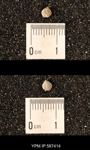 Camarotoechia whitei