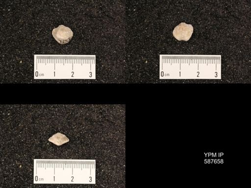 Atrypa marginalis