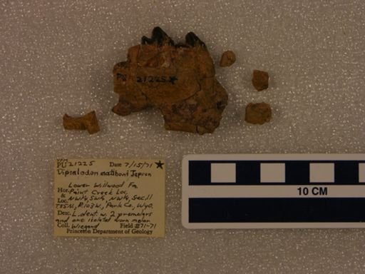 Dipsalodon matthewi