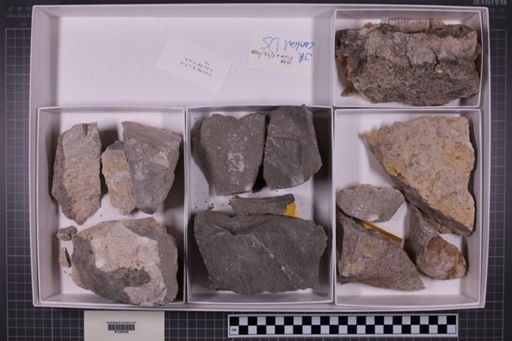 mixed taxa, stratigraphic collection