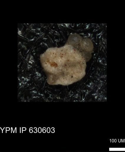 undet. Foraminiferida