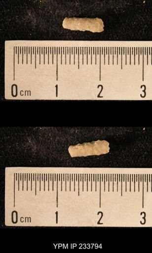 Archaeocidaris sp.