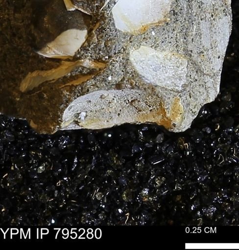 undet. Bivalvia