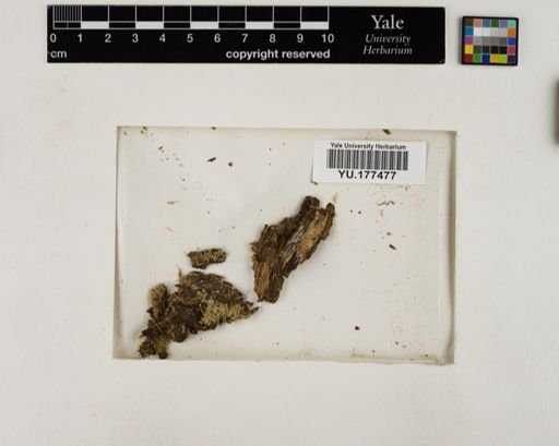 Plantae