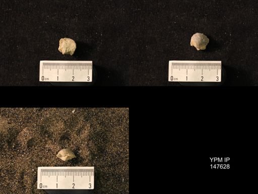 Productus pertenuis