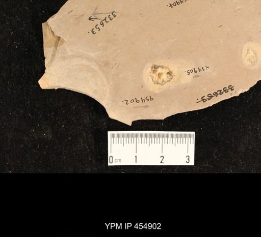 undet. Tipulidae