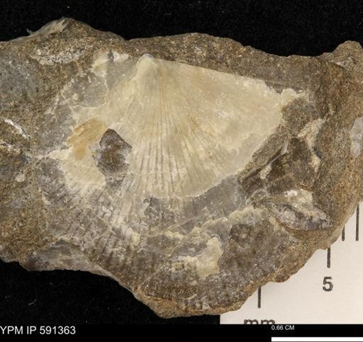 Ostrea translucida