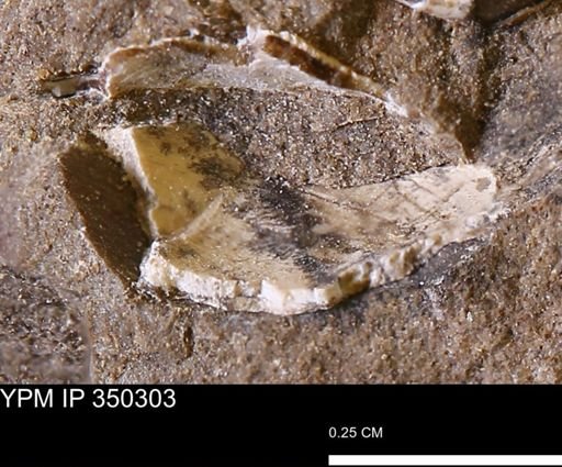 undet. Bivalvia