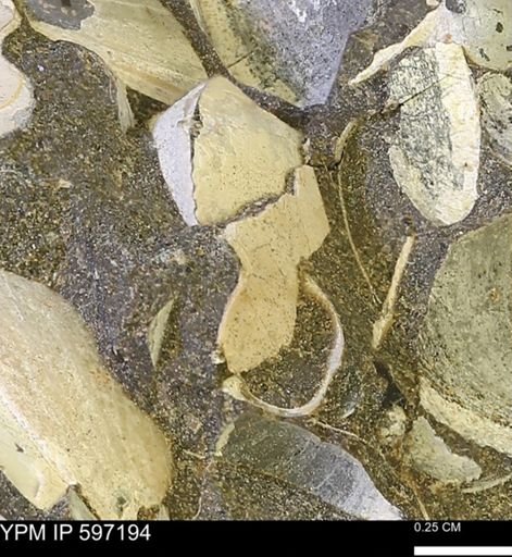Limopsis striatopunctatus