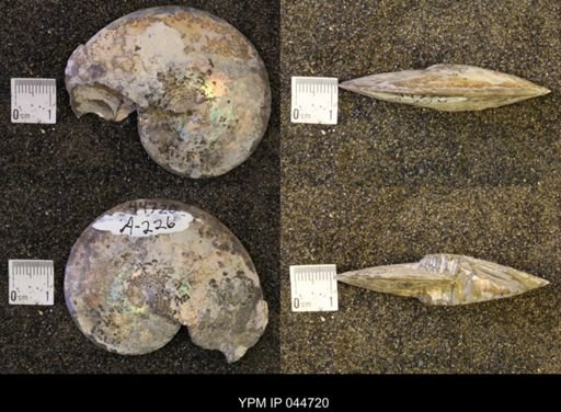 Sphenodiscus lenticularis