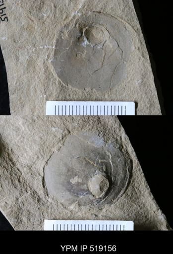 Microschedia sp.