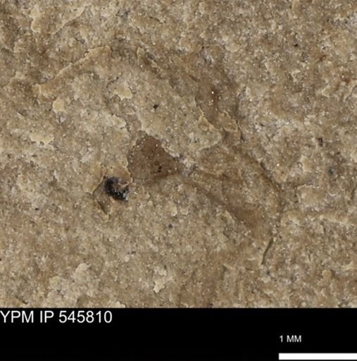 undet. Insecta