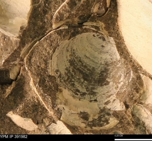 Protocardia sp.