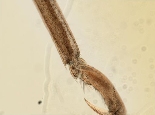 Anoplodactylus lentus