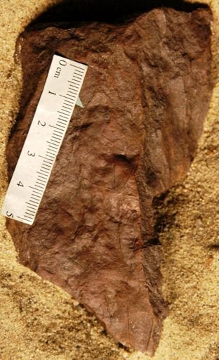 Cinnamomum sezannense