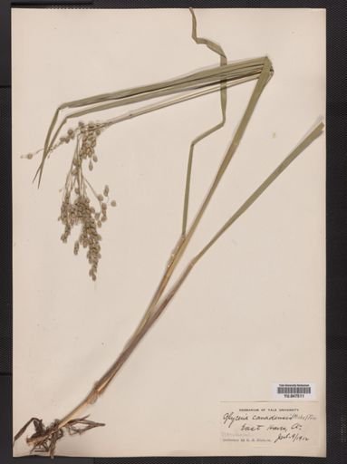 Glyceria canadensis