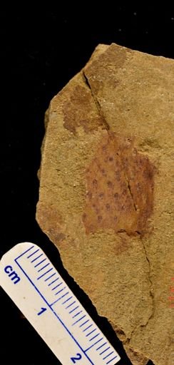 Lepidodendron
