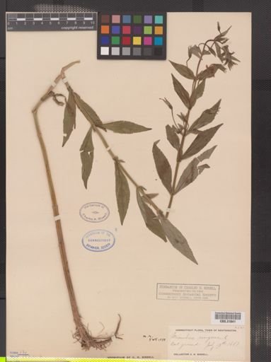 Mimulus ringens