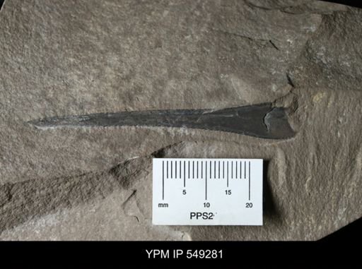 undet. Eurypterida