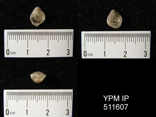 undet. Athyridida