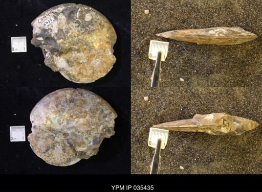 Sphenodiscus lenticularis