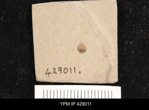 undet. Coleoptera