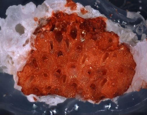Smittipora nr. cordiformis