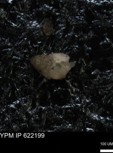 undet. Foraminiferida