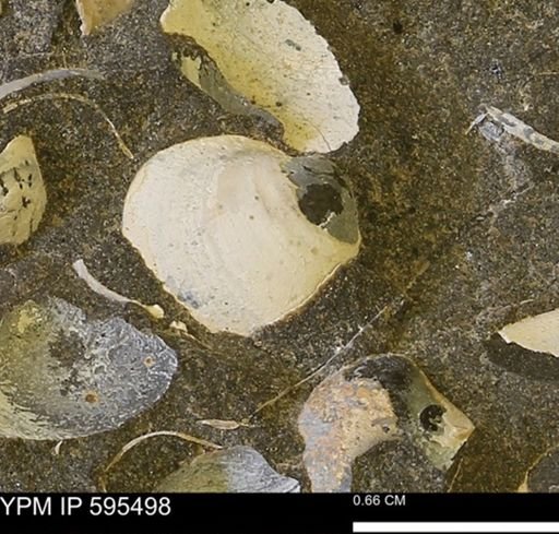 Protocardia sp.