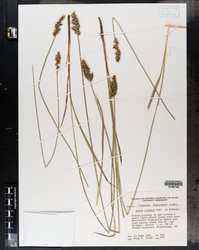 Plantae