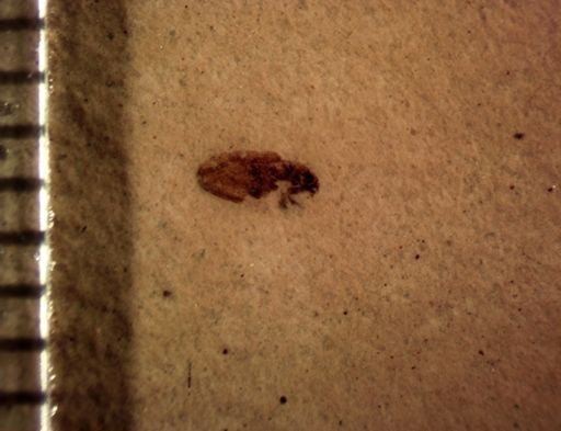 undet. Coleoptera