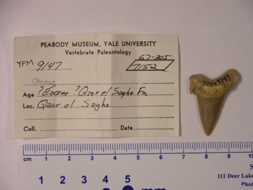 Otodus sp.