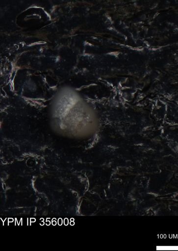 undet. Foraminiferida
