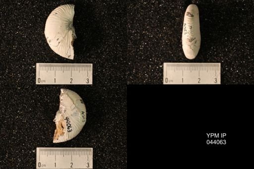 Hoploscaphites nicolletii