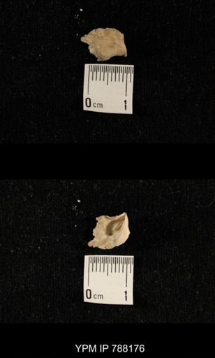 undet. Brachiopoda